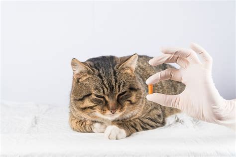 prazosin cat side effects|Prazosin